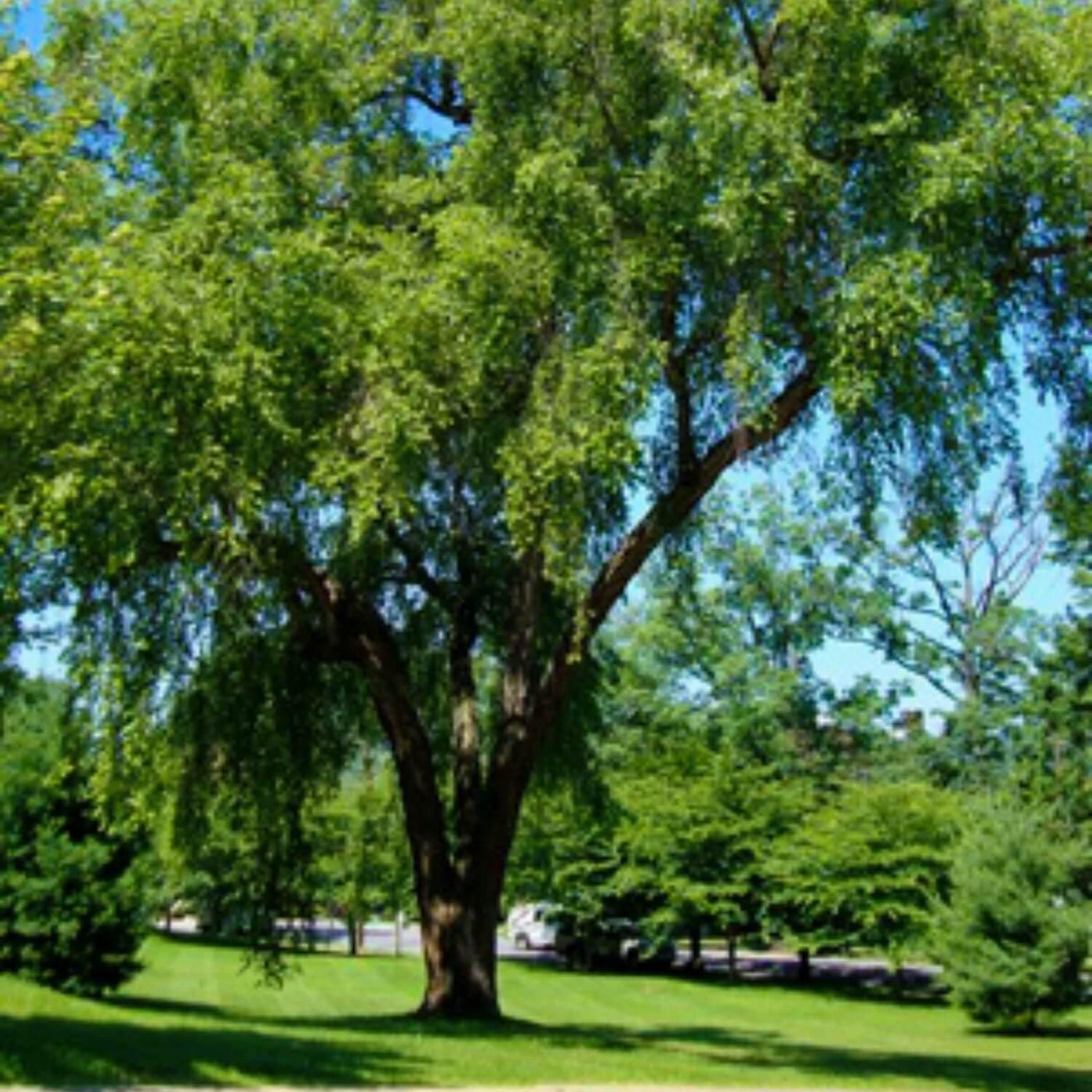 River Birch - SereniCare