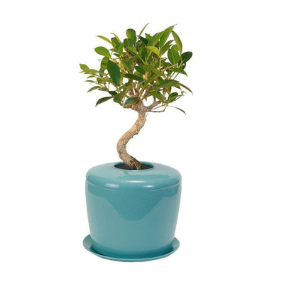 The Living Urn Indoors / Patio - Belk