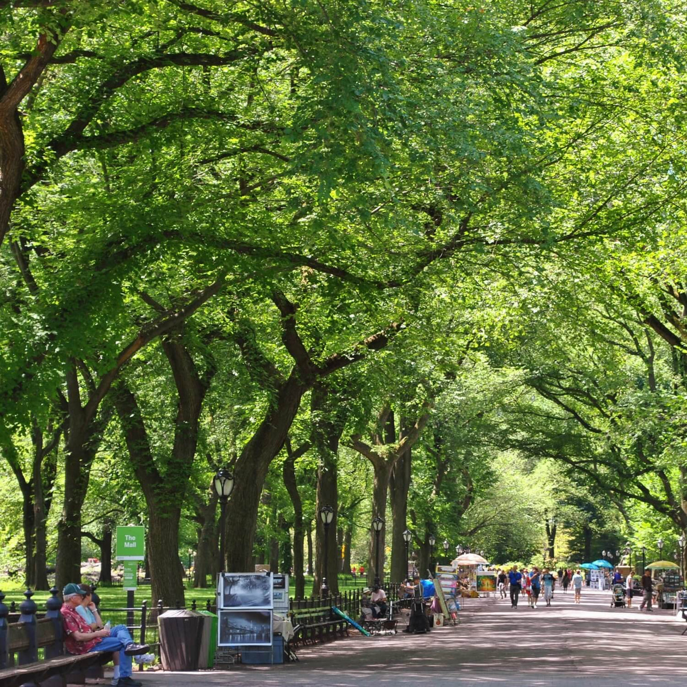 American Elm (Princeton) - Messenger