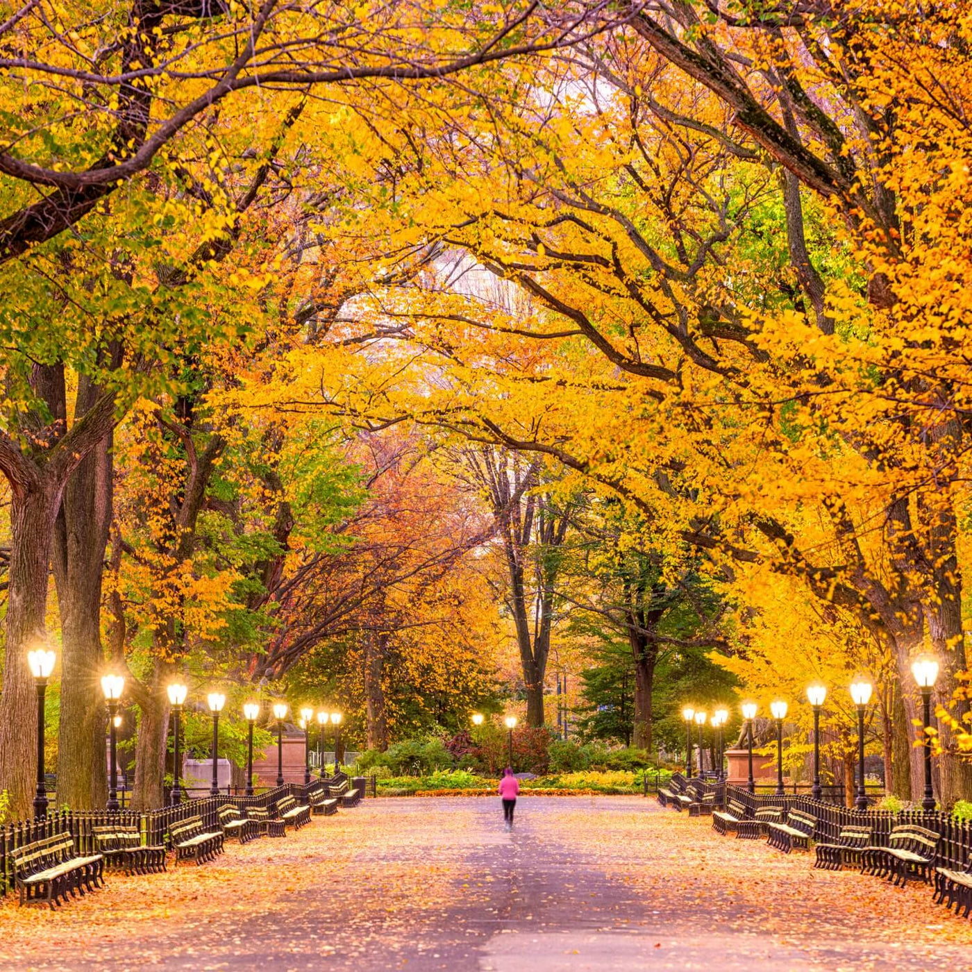 American Elm (Princeton) - Messenger