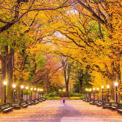 American Elm (Princeton) - Messenger