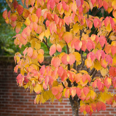 American Elm (Princeton) - Messenger