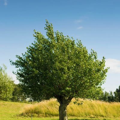 American Elm (Princeton)