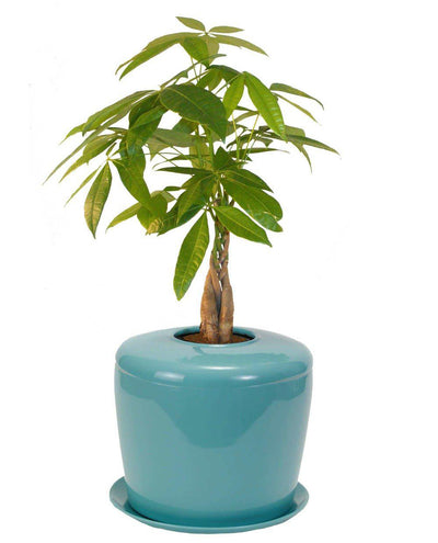 The Living Urn Indoors / Patio - Belk