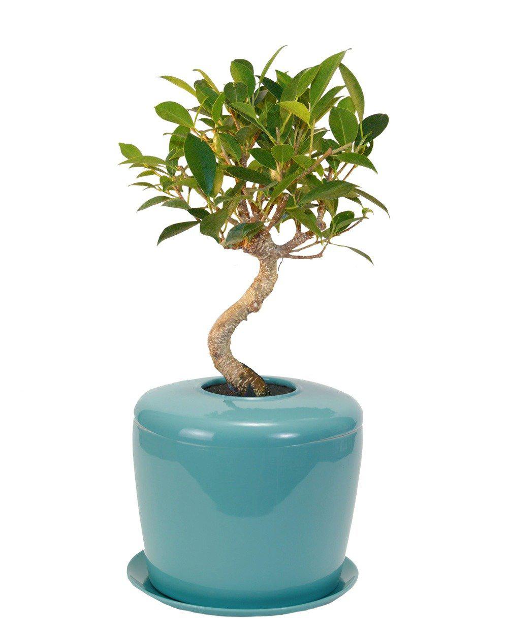 The Living Urn Indoors / Patio - Belk