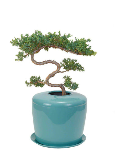 The Living Urn Indoors / Patio - Belk