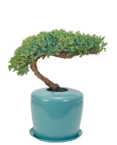 The Living Urn Indoors / Patio - Belk