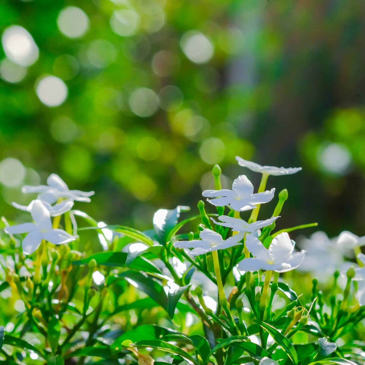 Gardenias