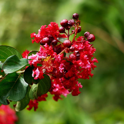 Crape Myrtle (Red) - Messenger