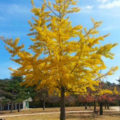 Ginkgo Biloba