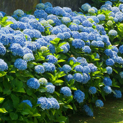 Hydrangea - Belk