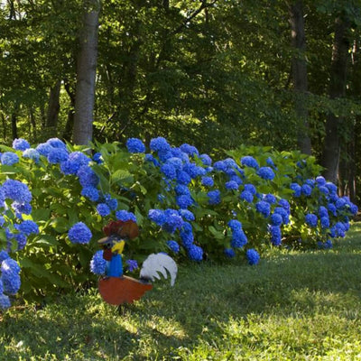 Hydrangea - Belk
