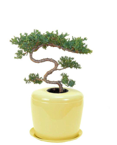 The Living Urn Indoors / Patio - Belk
