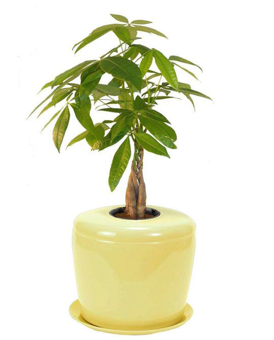 The Living Urn Indoors / Patio - Belk