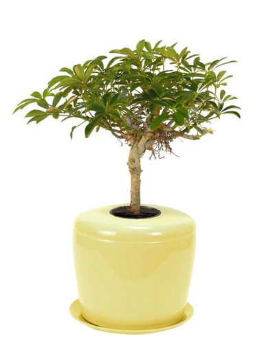 The Living Urn Indoors / Patio - Belk