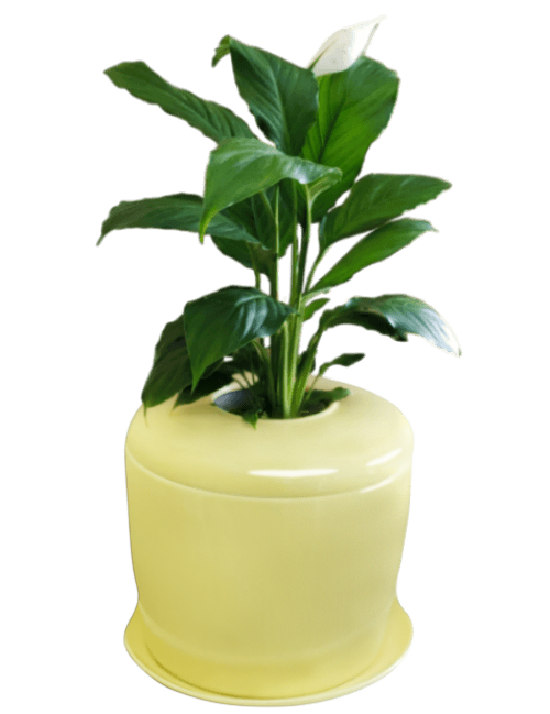 The Living Urn Indoors / Patio - Belk