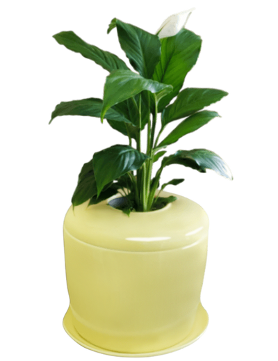 The Living Urn Indoors / Patio - Belk