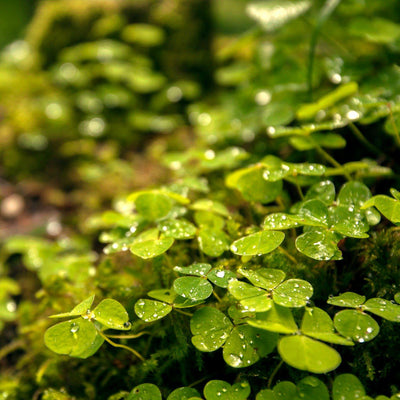 The Irish Living Urn