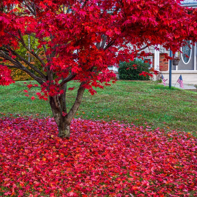 Japanese Red Maple - Belk