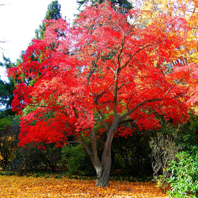 Japanese Red Maple - Belk