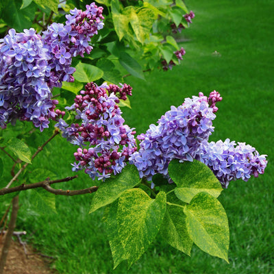 Lilac