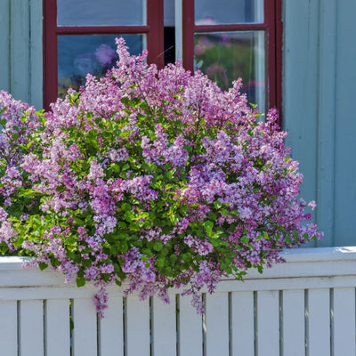 Lilac