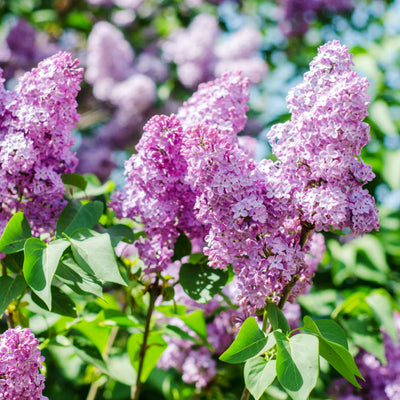 Lilac