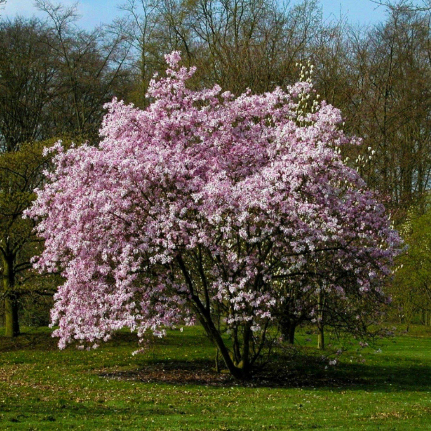 The Irish Living Urn - SereniCare