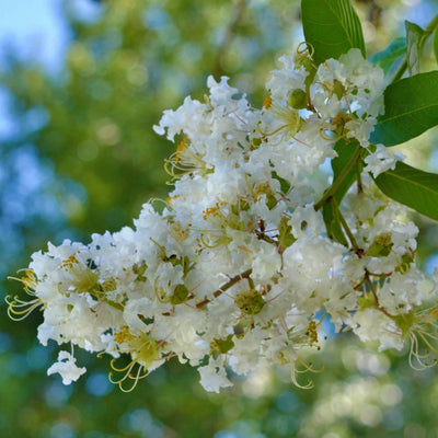 Crape Myrtle (White) - Heaven Bound