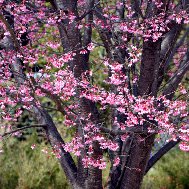 Okame Flowering Cherry