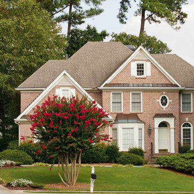Crape Myrtle (Red)