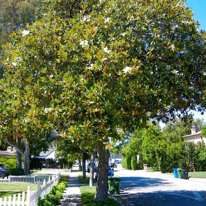 Southern Magnolia - Messenger