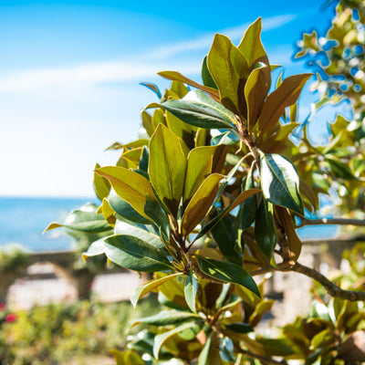 Southern Magnolia - Messenger