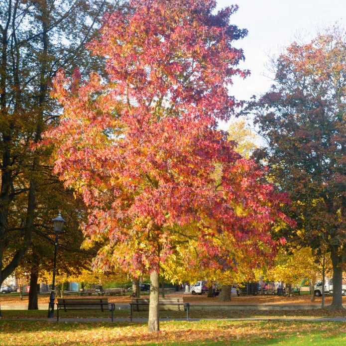American Sweet Gum - Belk