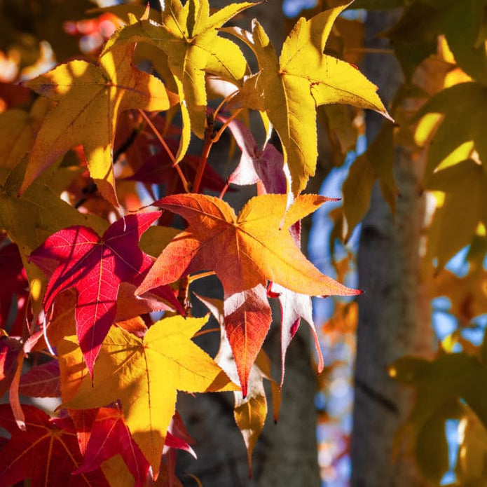 American Sweet Gum - Belk