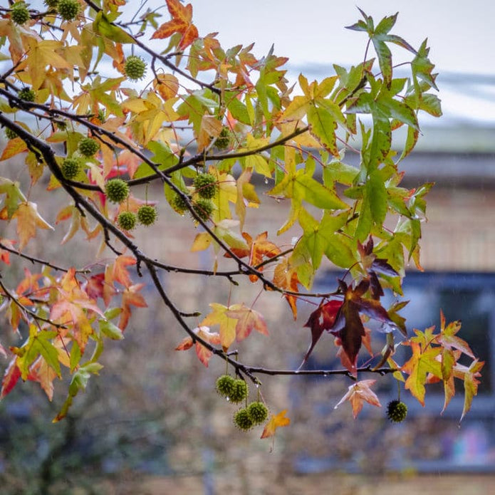 American Sweet Gum - Belk