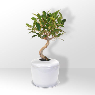 The Living Urn Indoors / Patio - Belk
