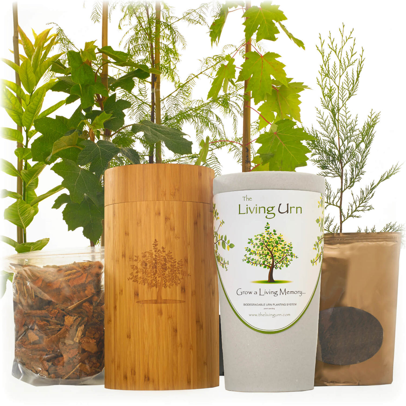 American Elm (Princeton) - SereniCare