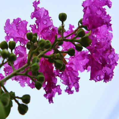 Crape Myrtle (Purple) - Akers James