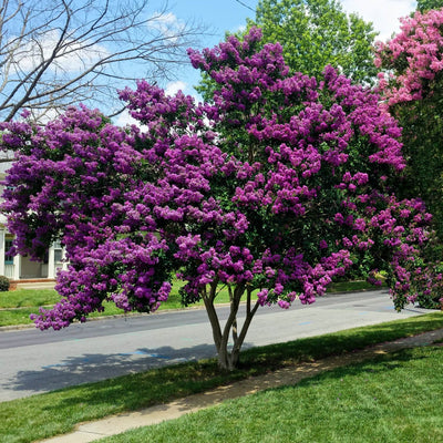 Crape Myrtle (Purple) - Akers James
