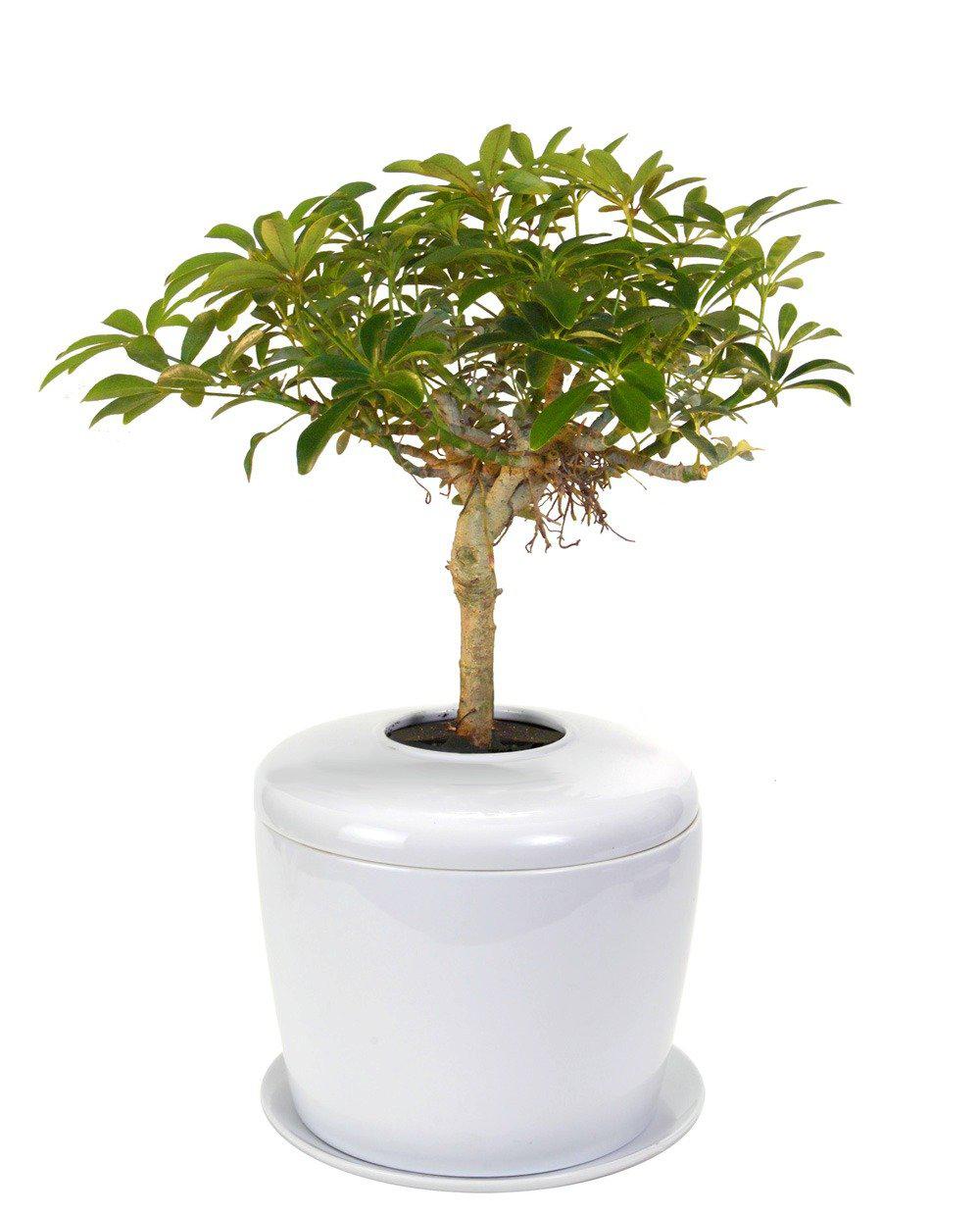 The Living Urn Indoors / Patio - Heaven Bound