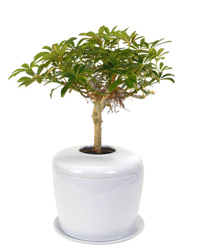 The Living Urn Indoors / Patio - Heaven Bound