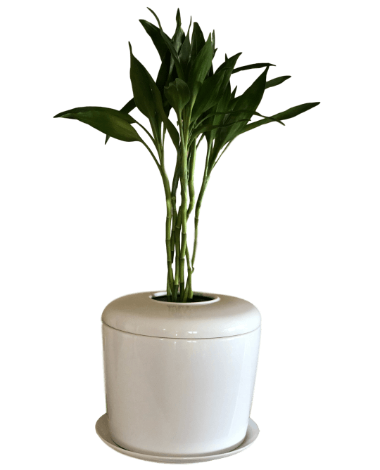 The Living Urn Indoors / Patio - Belk