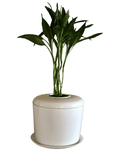 The Living Urn Indoors / Patio - Belk