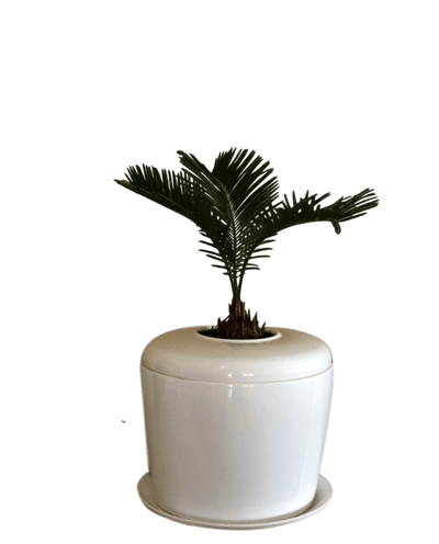The Living Urn Indoors / Patio - Belk