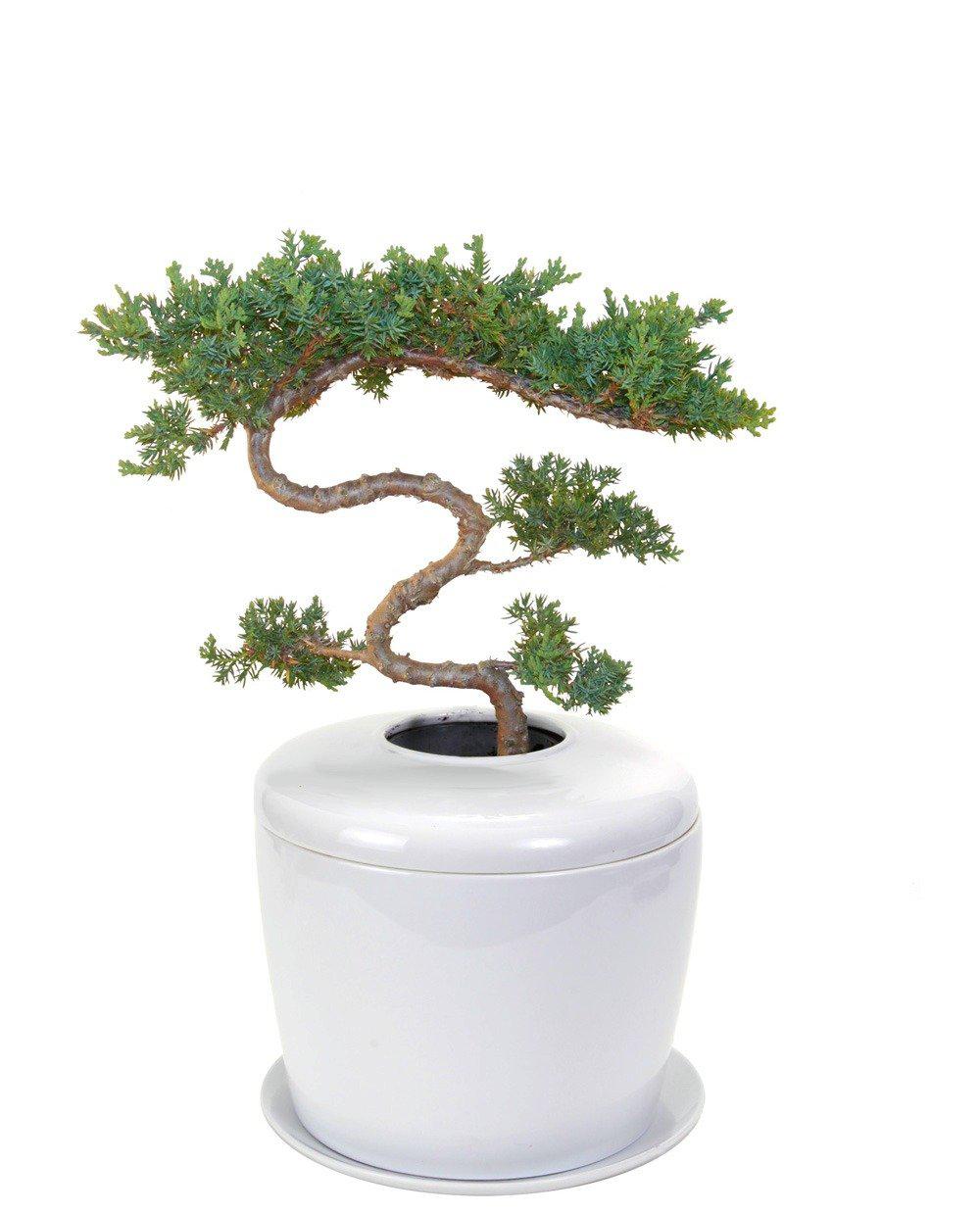 The Living Urn Indoors / Patio - Belk