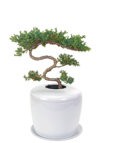 The Living Urn Indoors / Patio - Belk