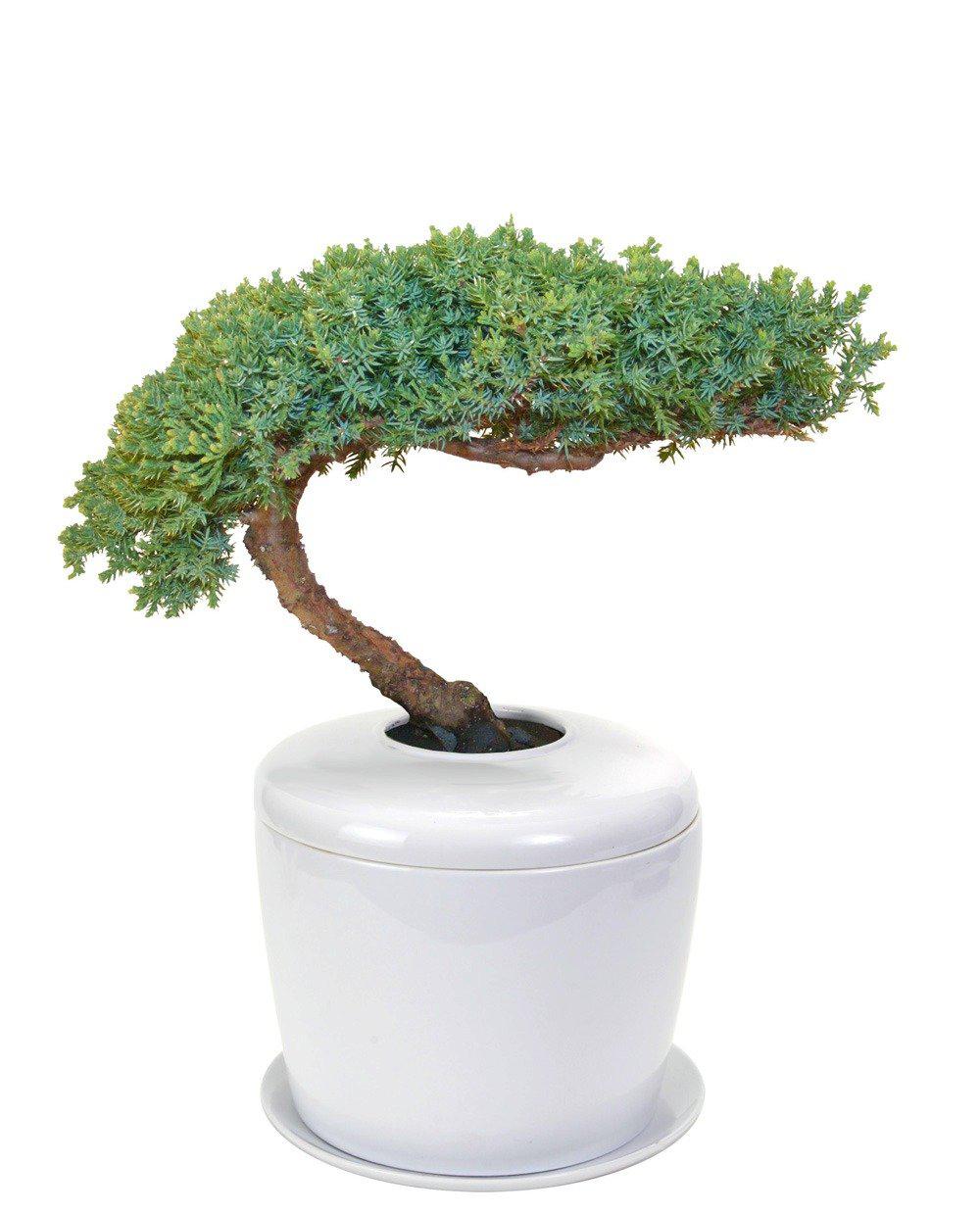 The Living Urn Indoors / Patio - Belk