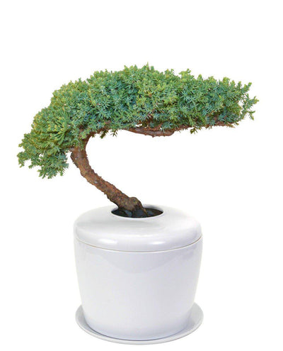 The Living Urn Indoors / Patio - Belk