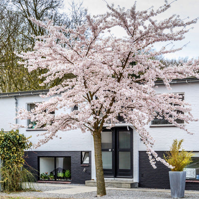 Autumnalis Flowering Cherry - Akers James